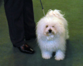 I am handsome Bolognese dog picture